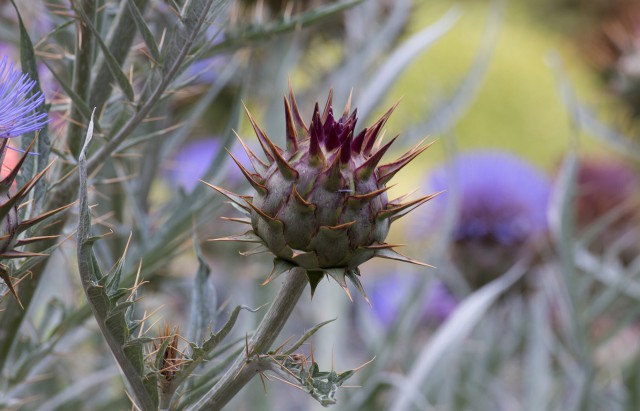 Просто Природа