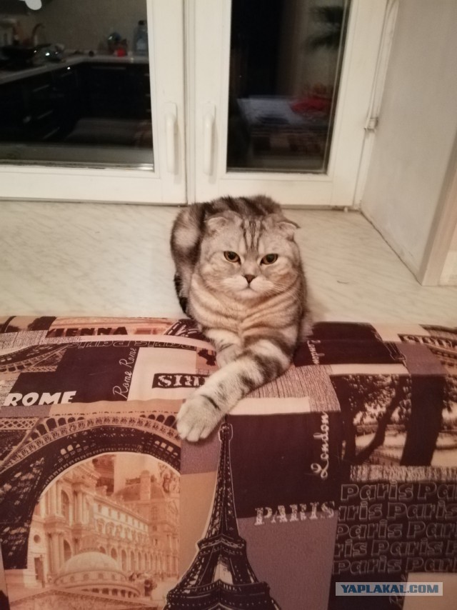 Котовторник 9.01.2018