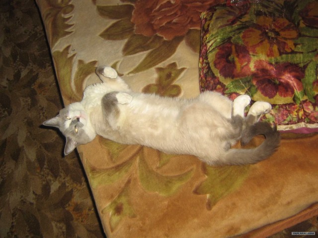 Котовторник на ЯПлакалъ