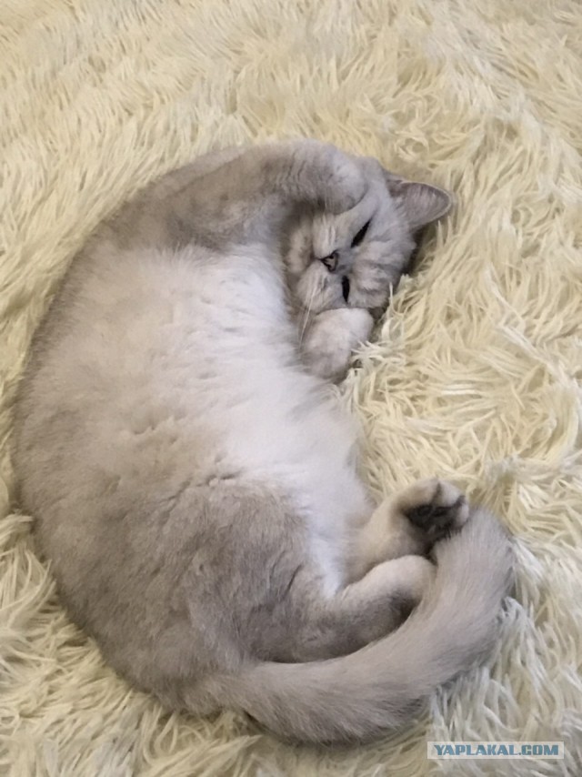 Котовторник 27.11.2018