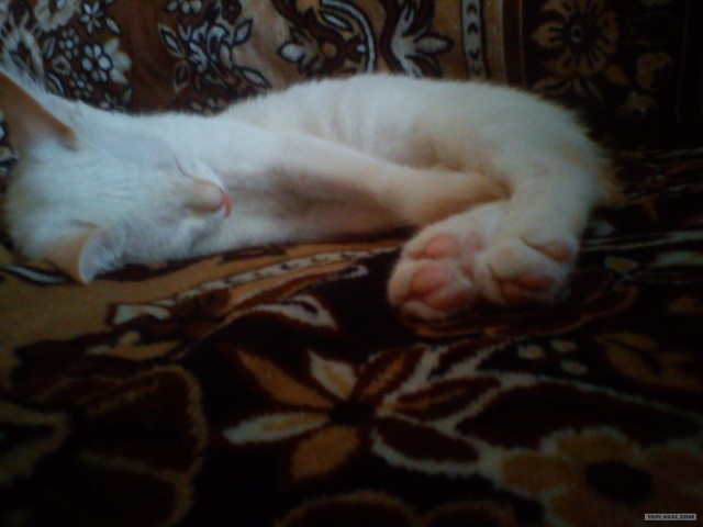 Котовторник 8 мая 2012