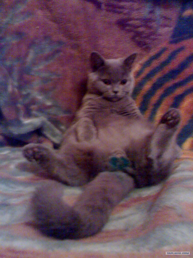 Котовторник  12. 06. 2012