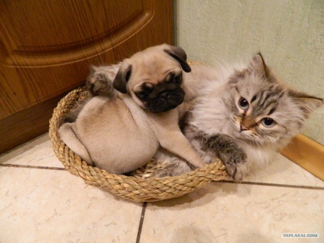 Котовторник 30.10.2012