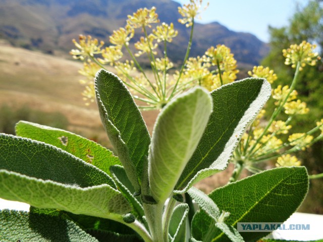 Сыр, груши и классовая ненависть