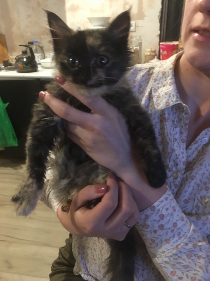 Котейку в хорошие руки отдам