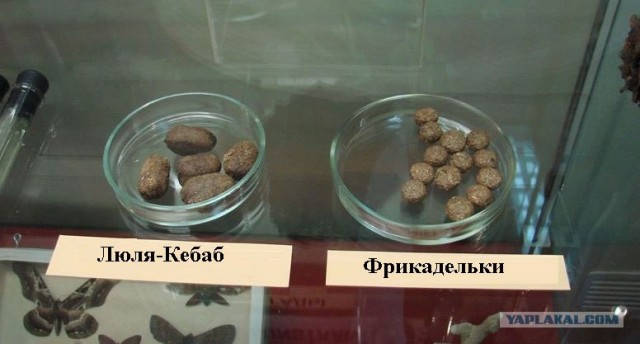 Удивительное рядом