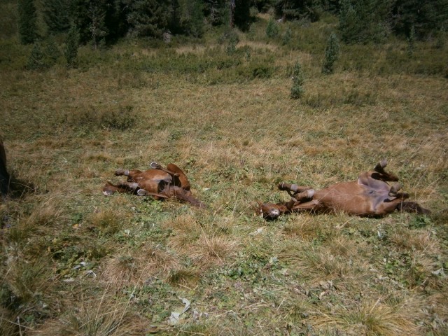 На конягах по Алтаю