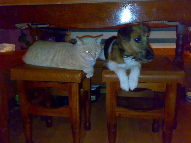 Шарик с друзьями