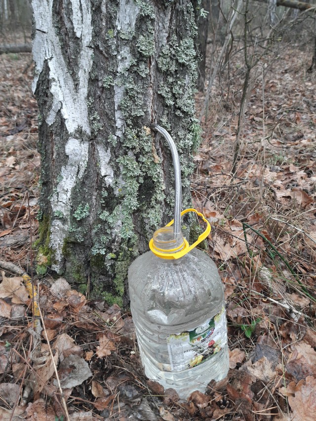 Ни дня без запретов