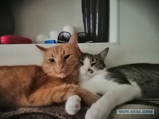 Хвалитесь своими кошечками