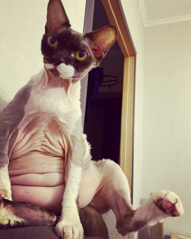 Кот жуёт, распространите