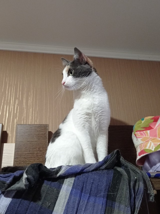 Котовторнику посвящается