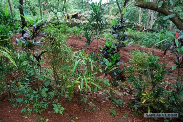 ГоА свои впечатления