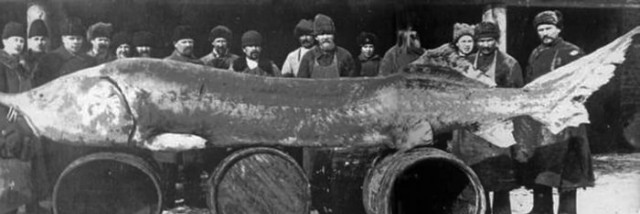 Белуга: Гигантов больше не существует