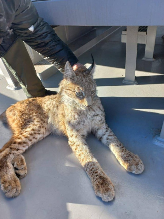 На Камчатке рысь забралась на газоперегрузочное судно, стоявшее на якоре