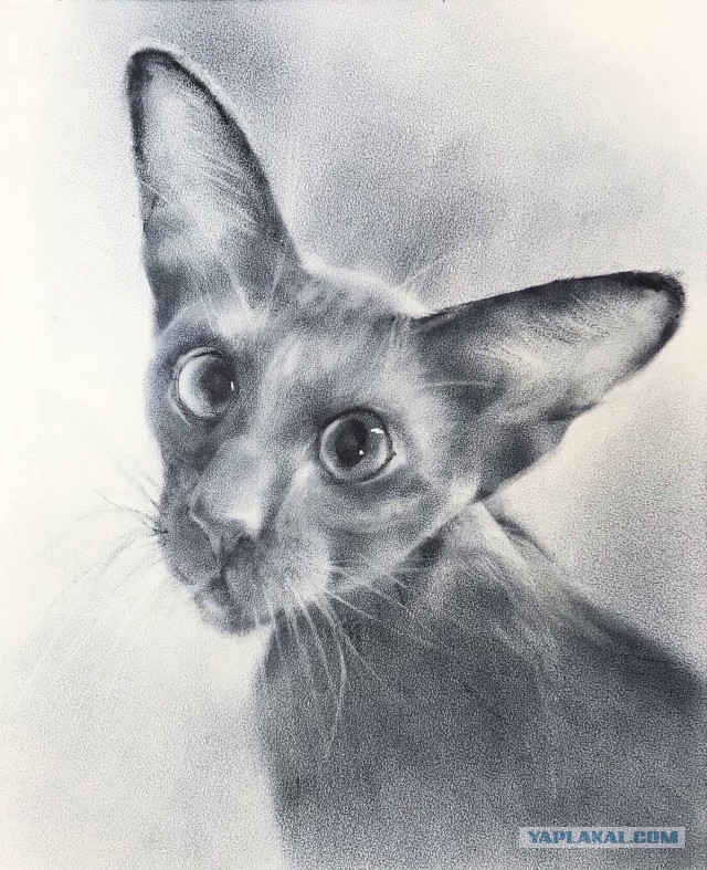 Кошка Фрося