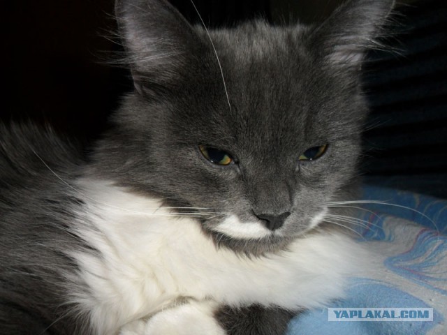 Котовторник 30.04.2013