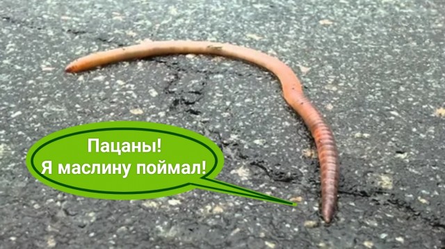 Вот и "Ахмат" подоспел
