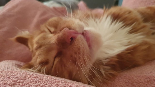 С Котовторником!