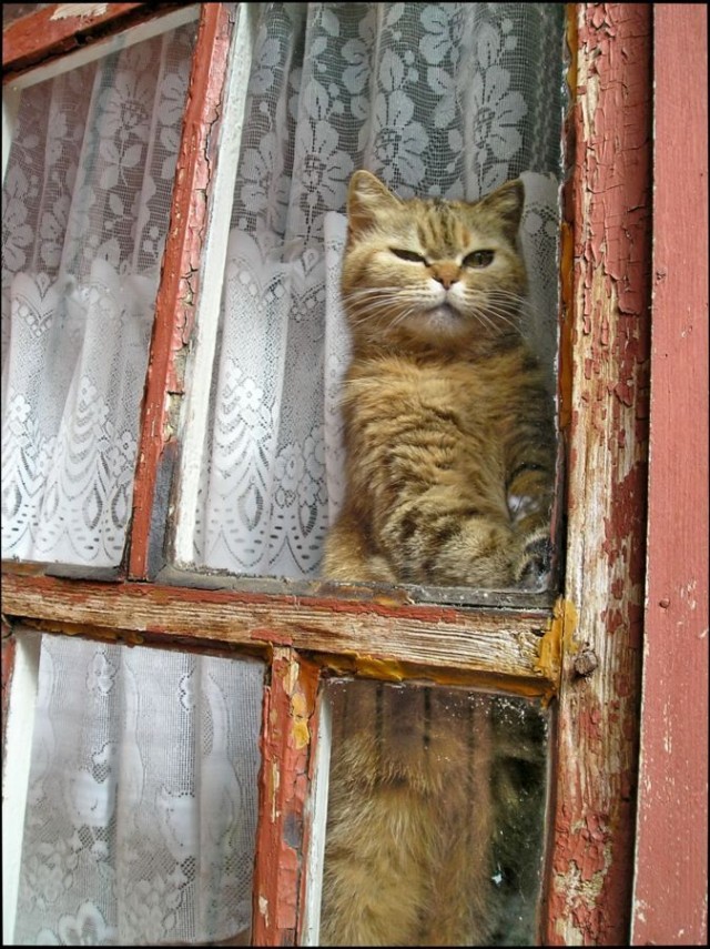Котовторник 04.06.2013