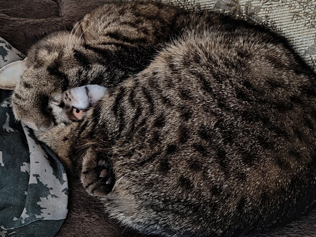 Котовторник
