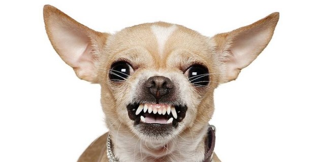 Это как чихуахуа, наносящая серьезный ущерб гораздо более крупной собаке