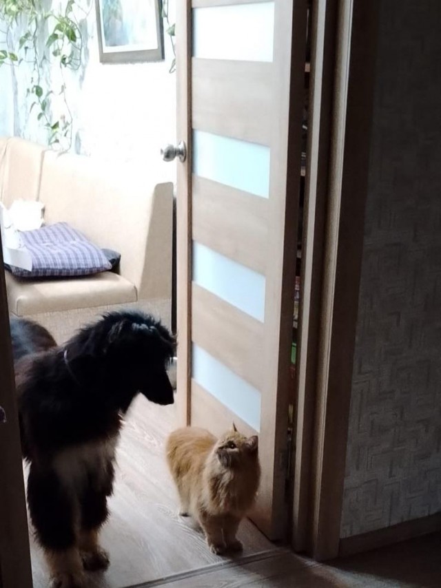 Между вторником и четвергом - котопёсие.