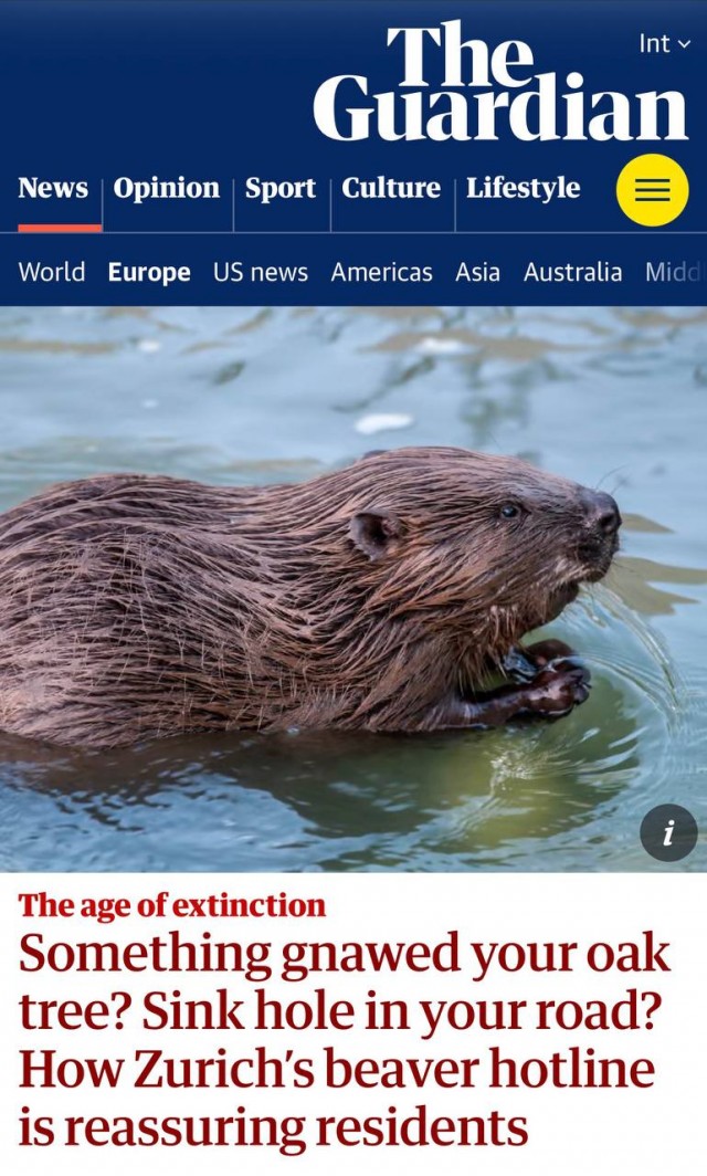 В швейцарском кантоне Цюрих создали специальную горячую линию для жалоб на бобров