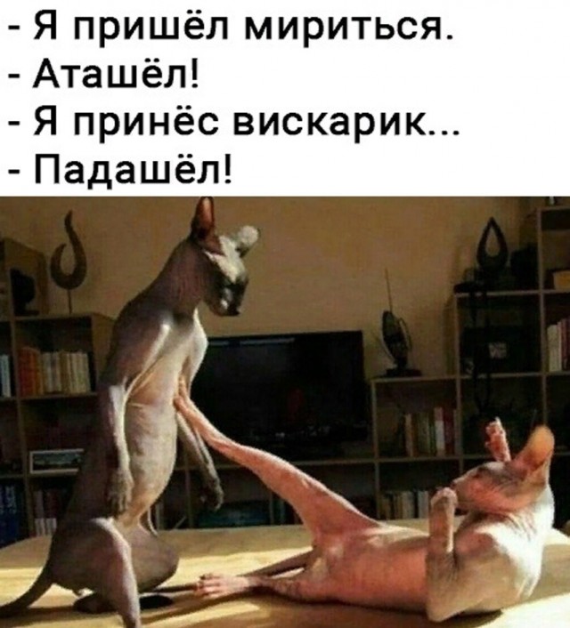 Среды картинки