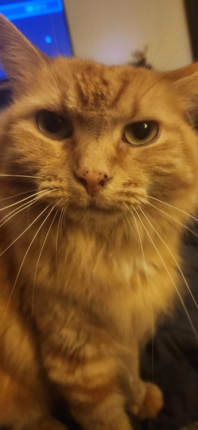 Кошка по имени Псих