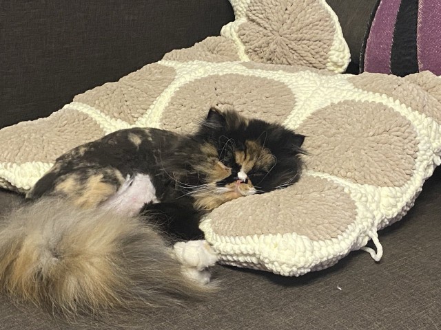 Вот и закончился котовторник.