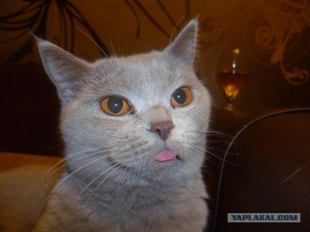 Котовторник 23.07.2013