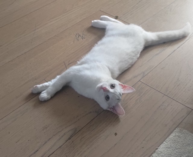 Юбилейный котовторник!