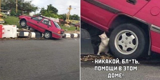 Веселые картинки в пятницу (18.09)