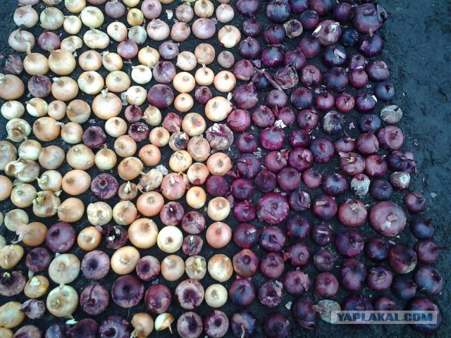 Любителям зелени