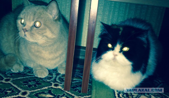 Котовторник 17.06.2014