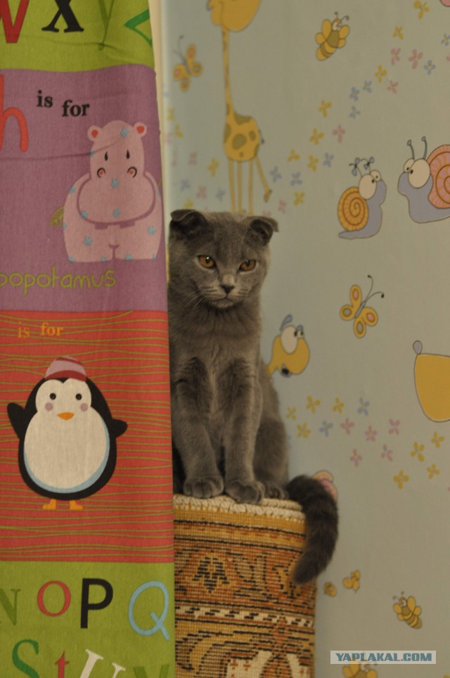 Котовторник 30.09.2014