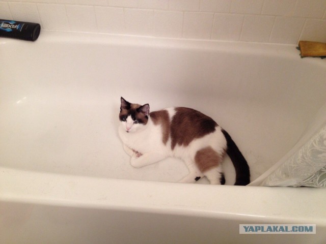 Котовторник 2.12.14