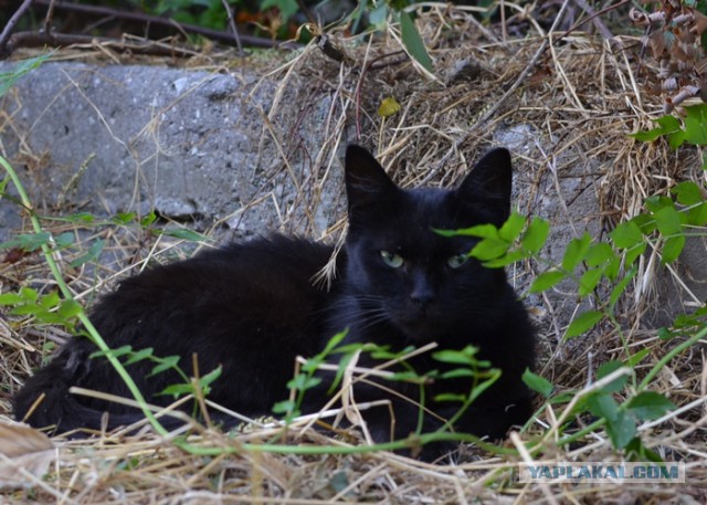 Уличные севастопольские коты