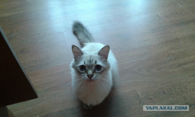 Котовторник 31.03.2015