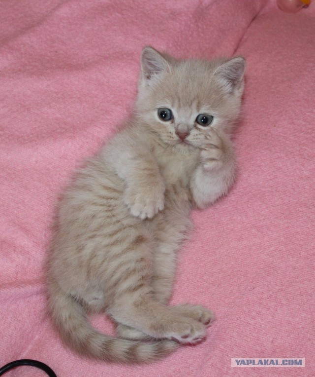 Котовторник 31.03.2015
