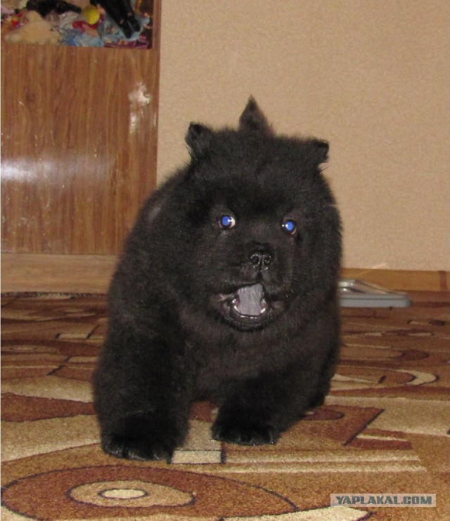 Вечерний сюрприз