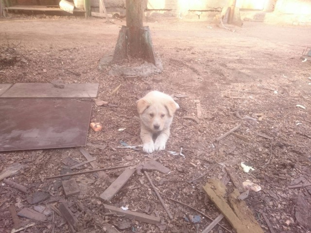 Белый Бим, рыжие ухи