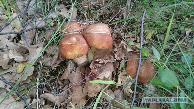 Сморчки, весенняя тихая охота!