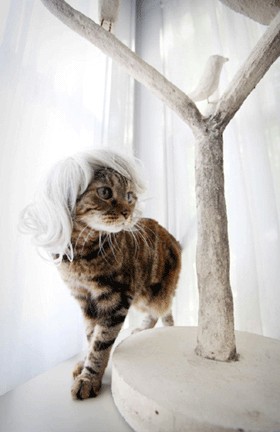 Модные парики для кошек