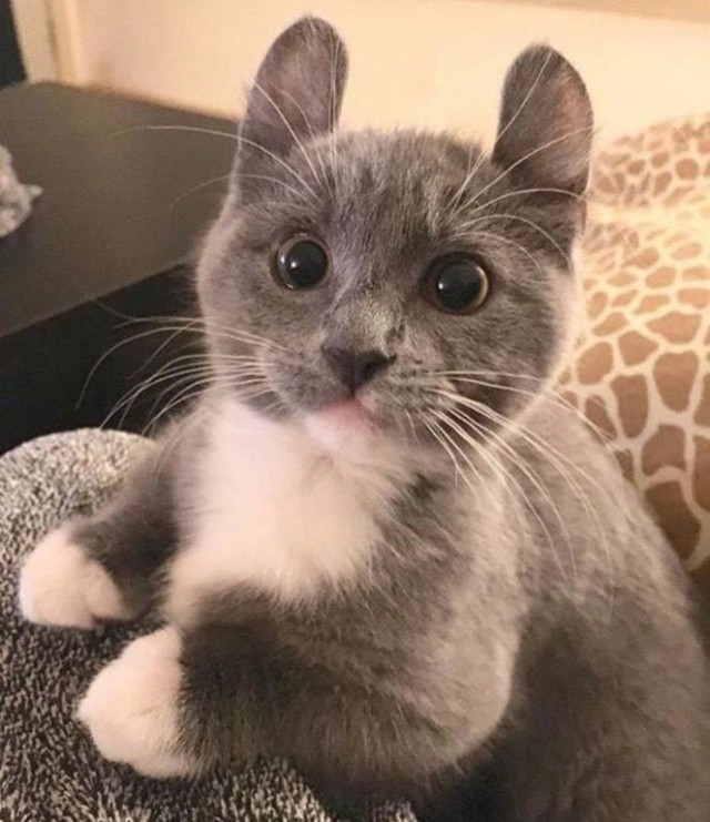 ГЛАГОЛящие коты