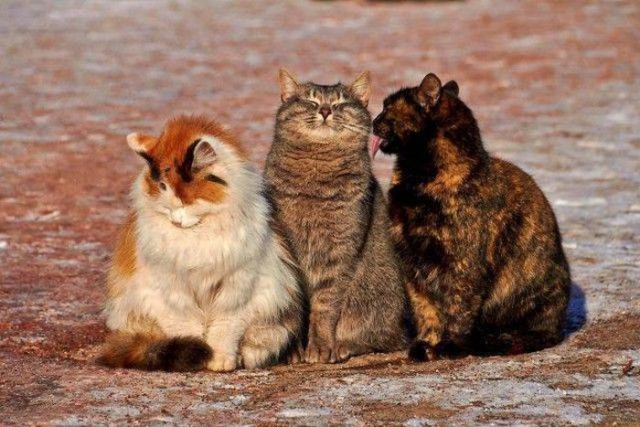 Коты и Кошки