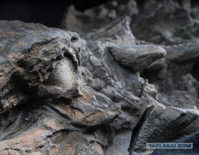 Канадские шахтеры нашли "мумию" динозавра возрастом 110 миллионов лет