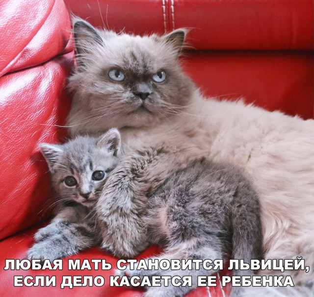 Коты и Кошки