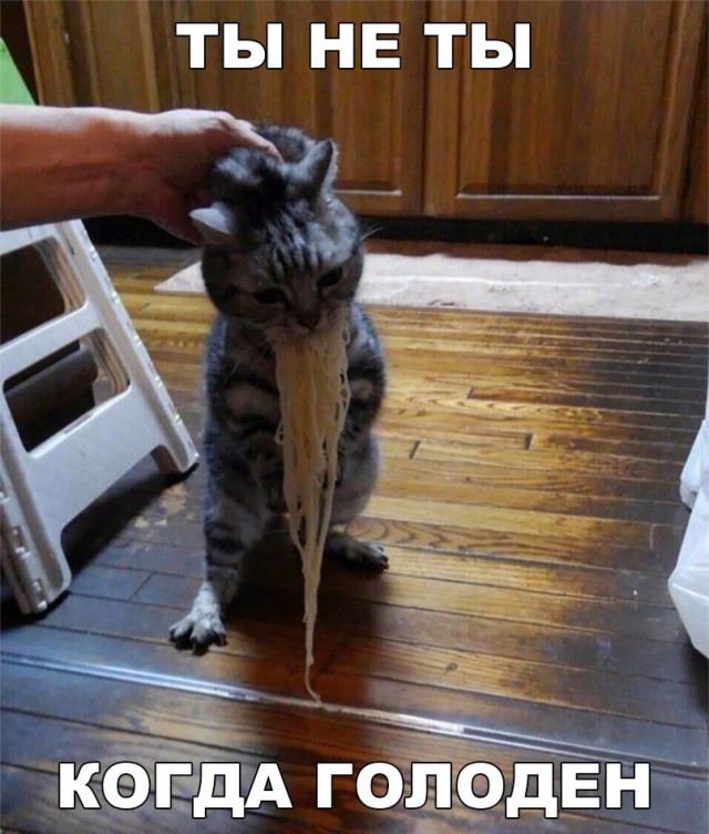 Коты и Кошки